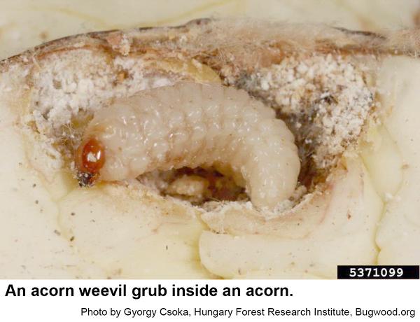 acorn weevil